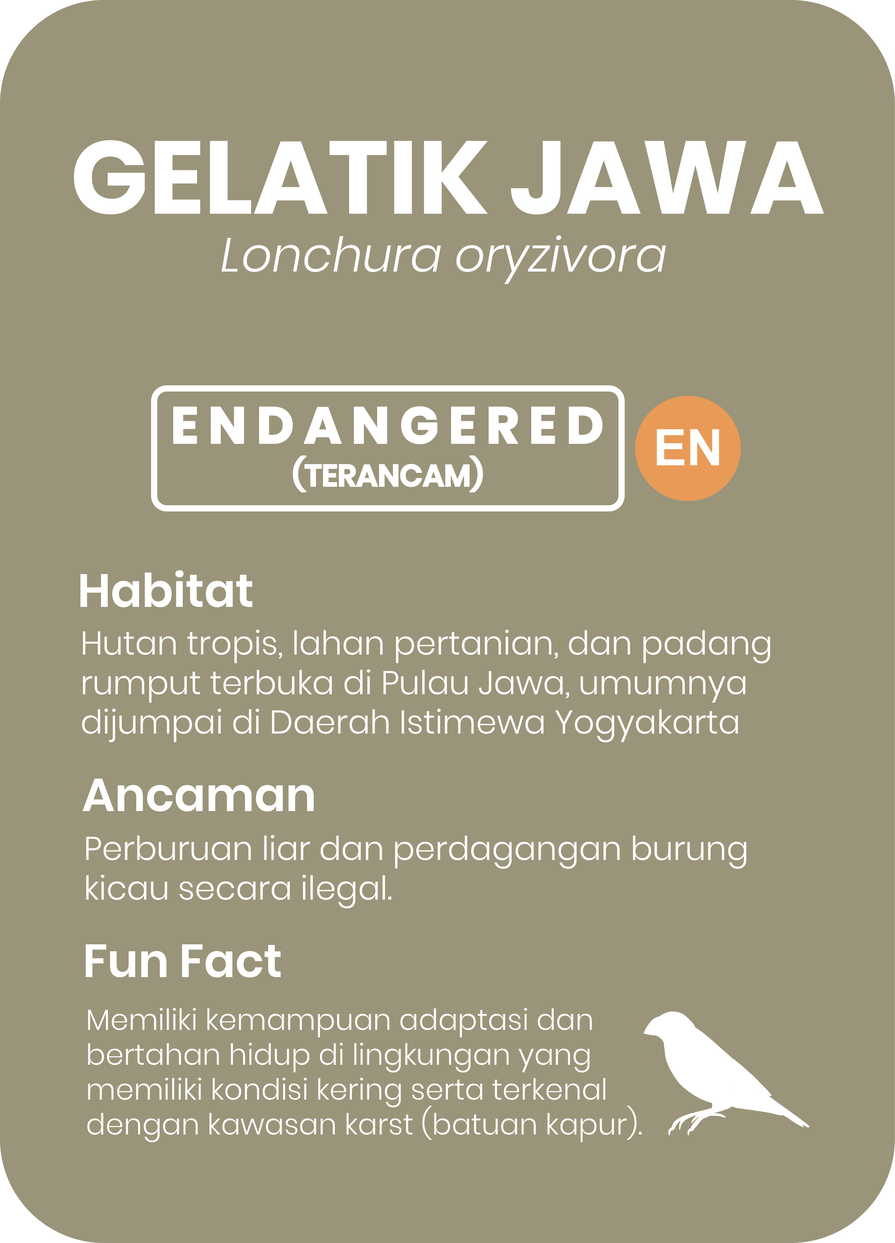 Burung Gelatik Jawa