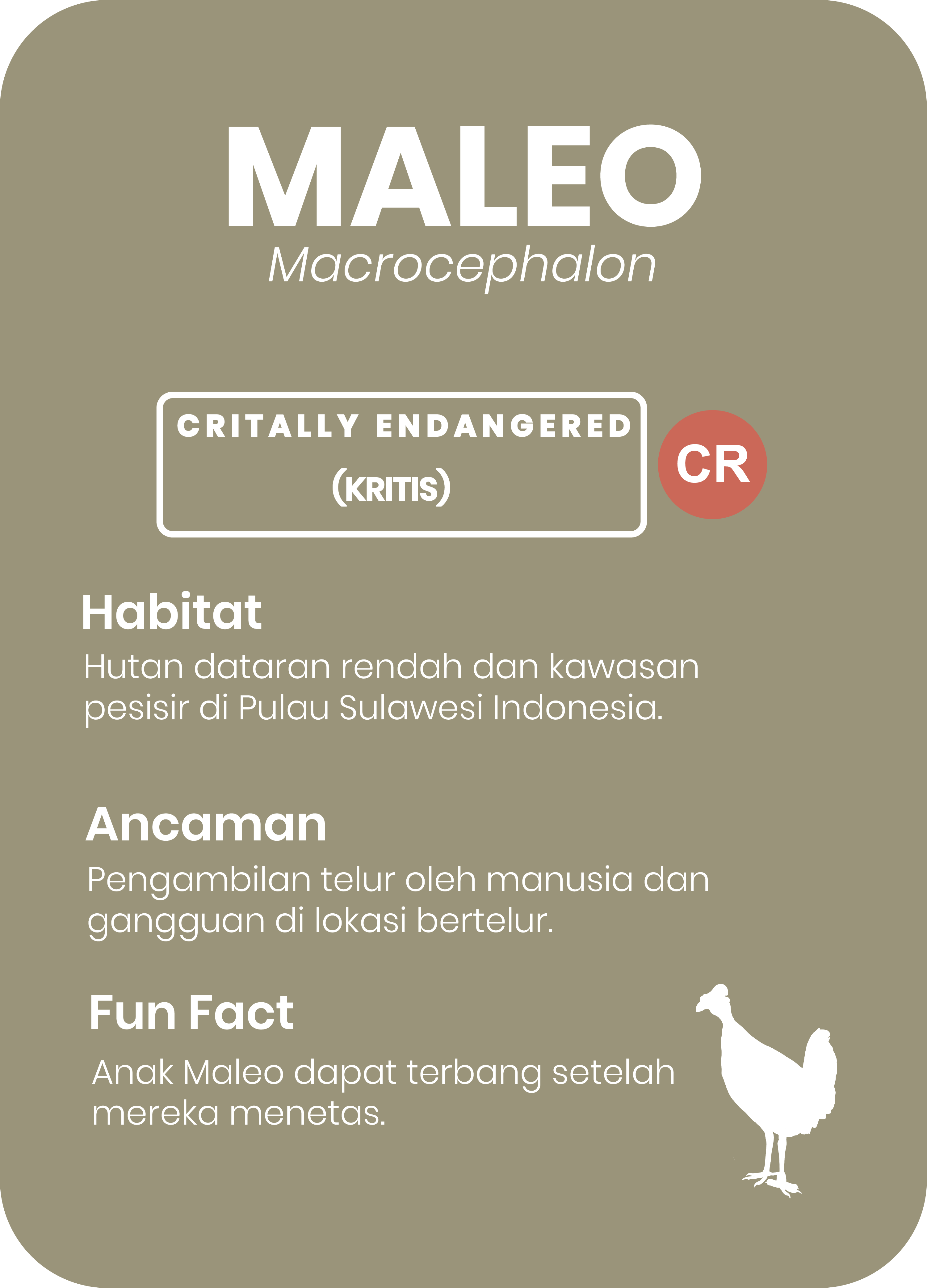 Burung Maleo