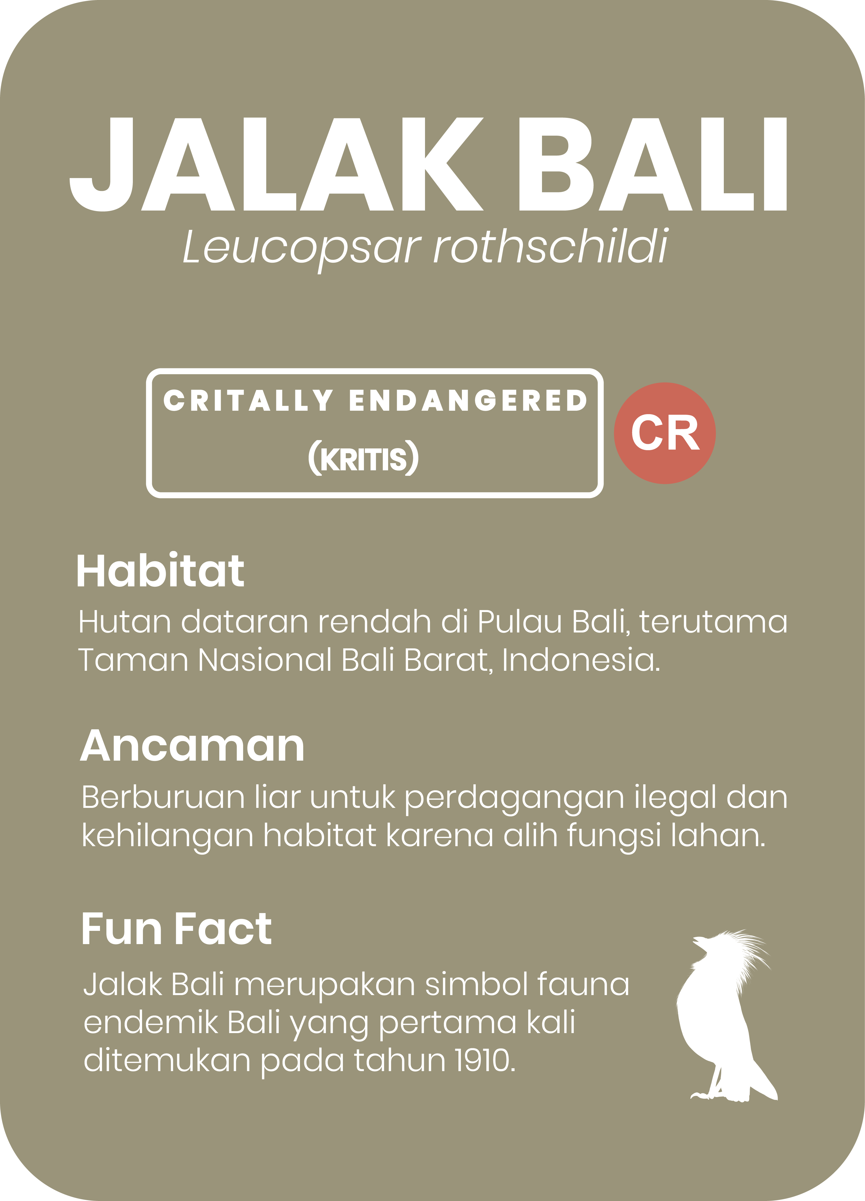 Jalak Bali