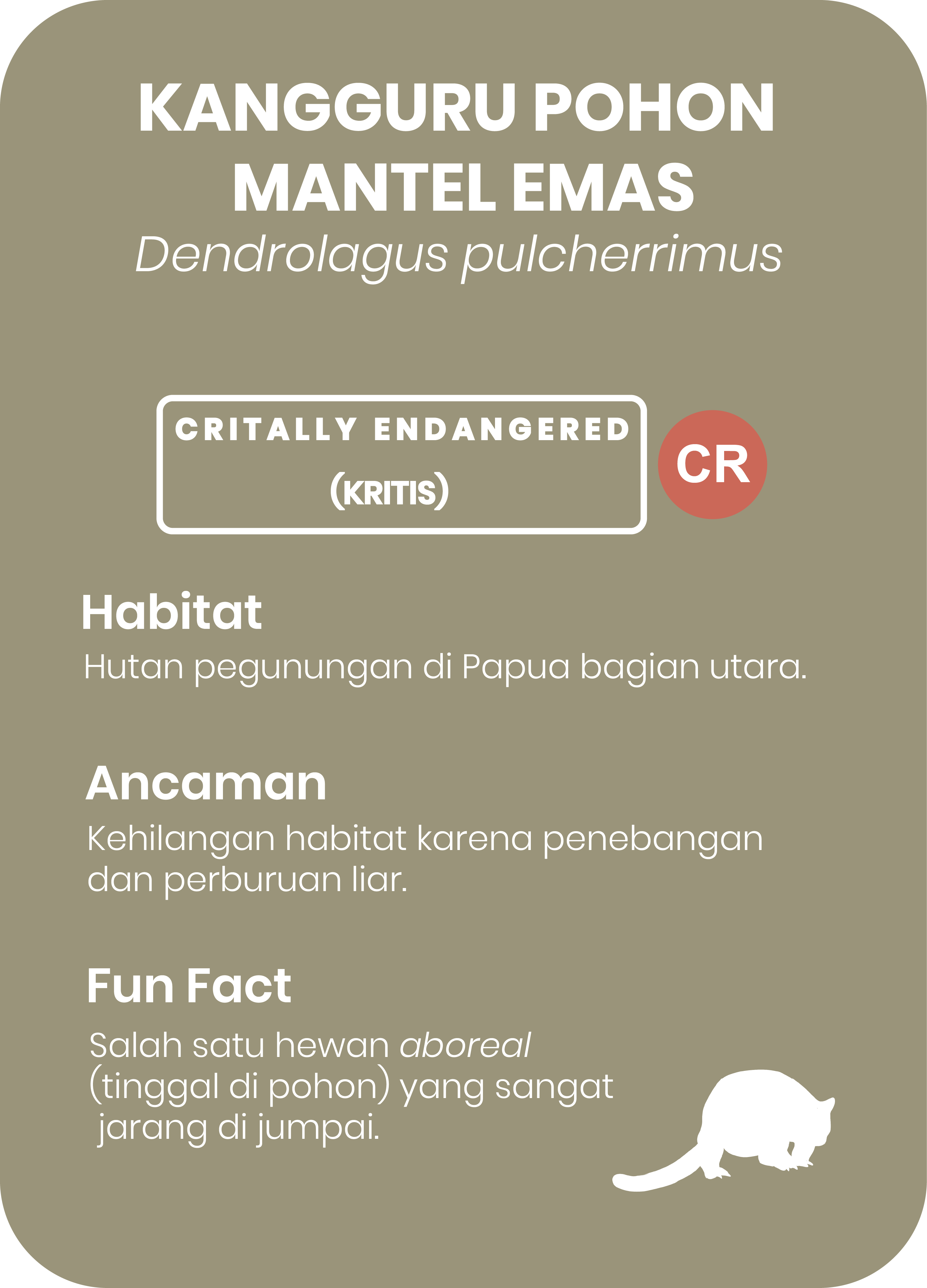 Kangguru Pohon Mante