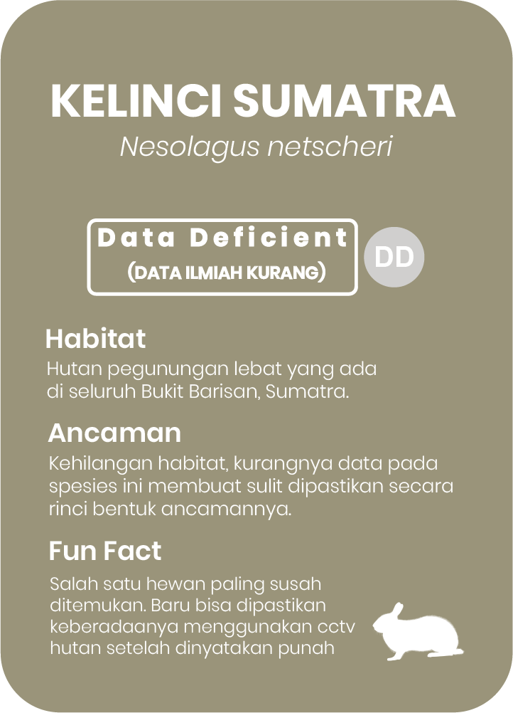 Kelinci Sumatra